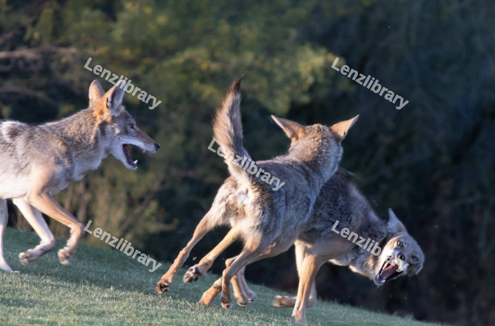 Coyote playing